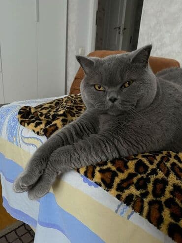 pişik daşıma çantası: Şotland, Erkək, Dişi, Yaxşı əllərə, Ödənişli çatdırılma — 1