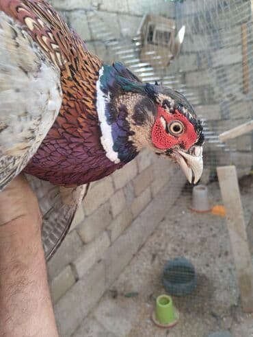 Muncuqlar: Qırqovul – 30 AZN - Cins: Qırqovul (Phasianus colchicus) - Rənglənmə — 1