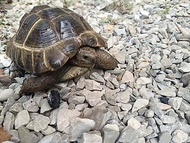 lama: UMUMI QIYMETDIR!!! Araliq deniz Tisbagalari 🇦🇿 Azərbaycan dili: 🐢 4 — 10