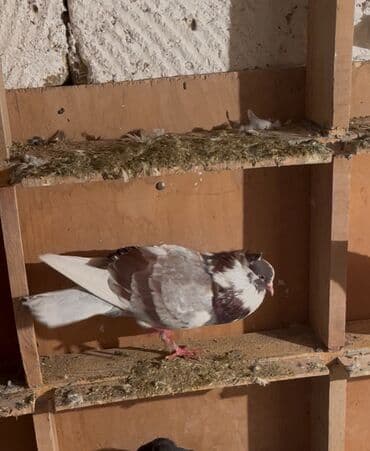 Satilir erkeydi miz kəkil saz heyvandi👍🧿🤝