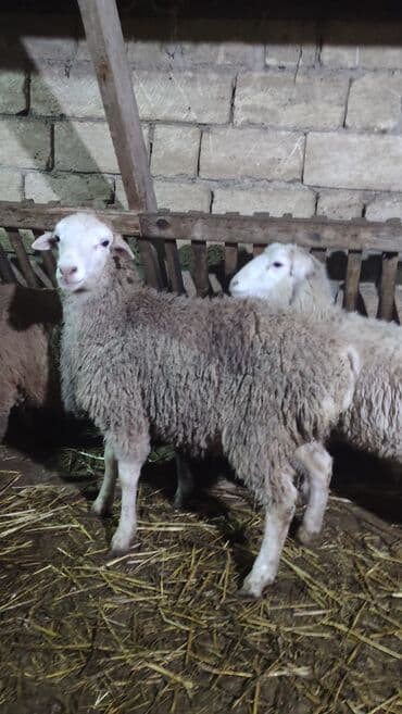 Erkek Quzu Satılır Kürdəxanıdadir. Tam Sağlam heyvanlardır