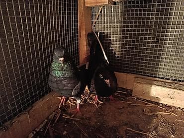 goyərcin şəkli: Məhsul: Ev göyərçinləri (bir neçə fərqli rəng və cüt) razilasma var — 6