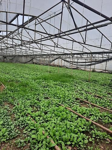2 ci əl xalca: 8sotdu kayıtları işləkdir hem odunla həm yağla yanir materialı — 2