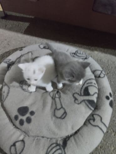 ağ pişiy: Erkək, Dişi, Yaxşı əllərə, Ünvandan götürmə — 2