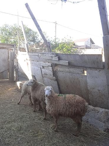Erkəy quzu satilir ucuz ve sağlam