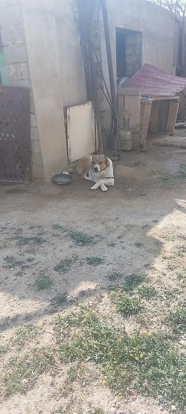 Quşlar: Alabay, 2 il, Erkek, Peyvəndli, Ünvandan götürmə — 2