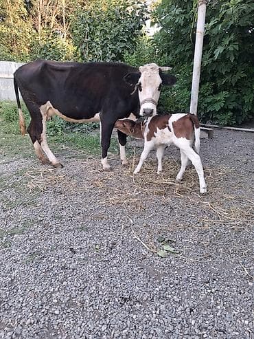 Dişi, il: 5, Südlük, Ünvandan götürmə lalafo.az -da Dişi, il: 5, Südlük, Ünvandan götürmə
