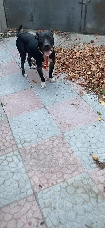 american bully satışı: Pitbul, 10 ay, Dişi — 3