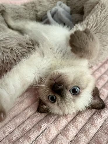 ağ pişiy: Siam — 2