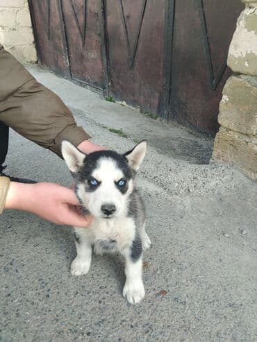 вольер для хаски: Хаски — 3