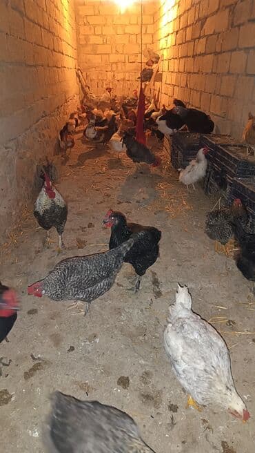 fizan toyuqlari: Toyuq, Yumurtalıq — 4