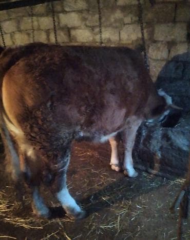 inək dana: Dana, buzov, Dişi, Simental, ay: 12, 300 kq, Damazlıq, Südlük, Ətlik, Ünvandan götürmə — 2