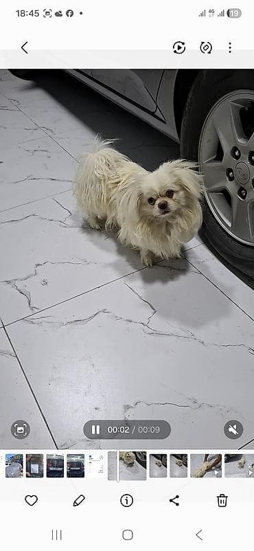 heyvanlar: Pekines, 8 ay, Erkek — 3