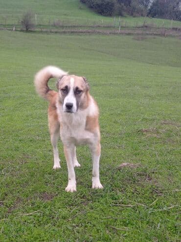 sir balasi satilir: 3 il, Erkek — 2