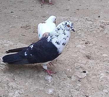 tutuquşu show jumbo: 3 gün qabaq tutulub qızğın erkeydi qiymet sondu qara çil saxlamiram — 6