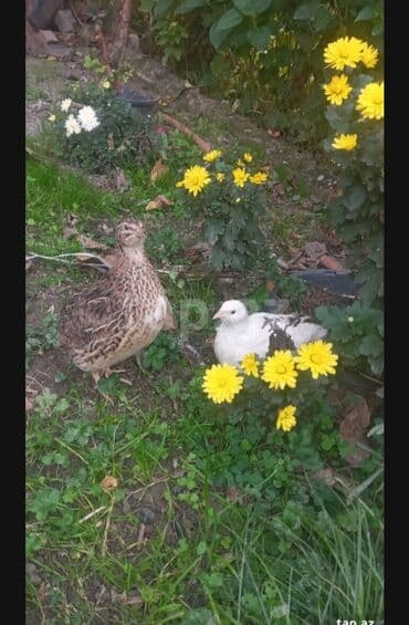 hələb kecilərin qiyməti: Sultan 1 xoruz 1 fərə cütü 70 azn. PonPon Xoruzu 40 azn — 6