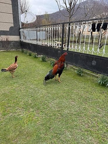 golden roz: Real alıcı narahat etsin — 3