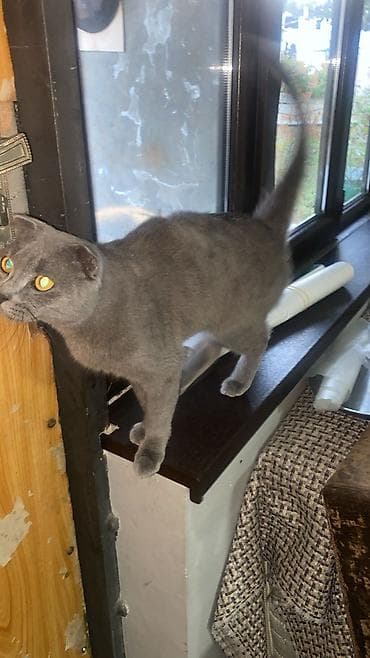 van pişik: Yaxşı əllərə — 2