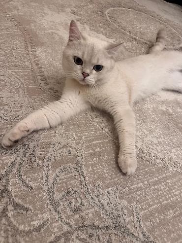 benqal pişik: Yaxşı saglam pişiklə CÜTLƏŞDİRMƏK istəyirəm. Erkəkdir. Ödənişsiz — 4