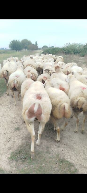 bakida cins ineklerin satisi: Dişi, il: 1, 50 kq, Damazlıq, Ünvandan götürmə — 9