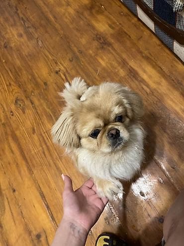 afçarka itlər: Pekines — 1