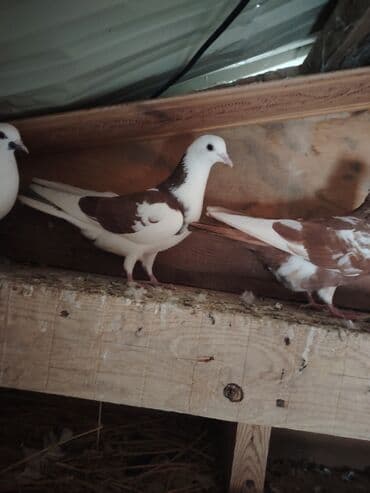 домик для собак: Məhsul: Qabılqa (ev göyərçinləri) qrupu Təsvir: - Şəkillərdə ağ — 3