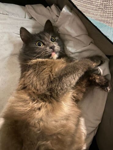 Quşlar: Qiz pisiyidi 7 ayildi — 1