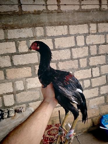 qus bazari bakida: Toyuq cücələri, Damazlıq — 7