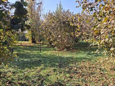 xacmazda satilan heyet evleri: 30 sot, Kənd təsərrüfatı — 3