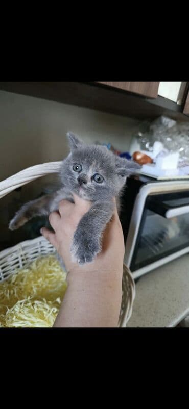 it ehtibarli əllərə verilir: 50 ile 250 arasi cins saf qan saqlam pisiklerimiz var sekilde olmayan — 8