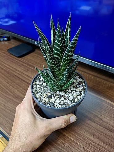 heserat yeyen bitkiler: Aloe "Tiki tahi". Hibrid aloe növüdü. Baxımı çox sadə. Sumqayıt — 4