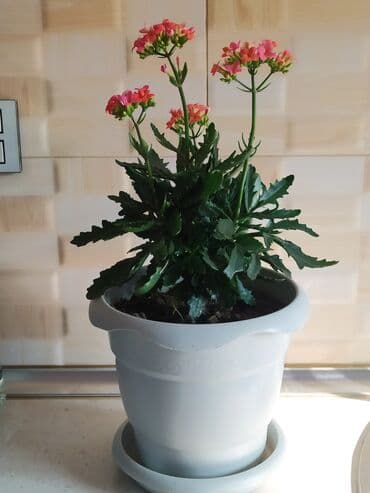 ətirşah bitkisi: Qazonlarınızı və bağlarınızı bəzəmək üçün uygundur. Gözəl görünüşü ilə — 10