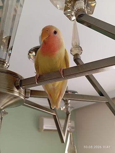 geref qus: 🐦 Sevgi (nerazlucnik) papuqayı balaları satılır 🐣 1 ay yarımlıqdılar — 2