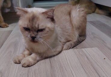 pişik blender: Şotland yastı qulaq, Dişi, Yaxşı əllərə, Ünvandan götürmə — 3