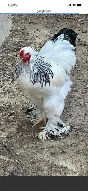 Xoruz, Brama, il: <1