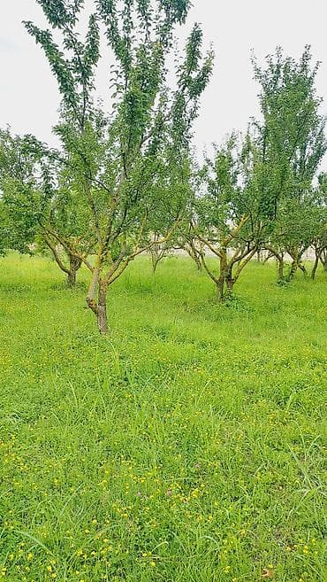 sahe: 24 sot, Tikinti, Mülkiyyətçi, Kupça (Çıxarış) — 10