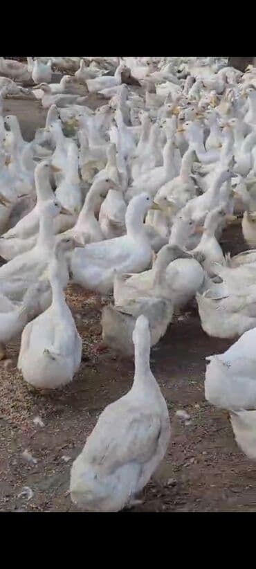 Ağ ördəklər – iri sürü çəkisi 3 kg yaxin - Cins: ağ