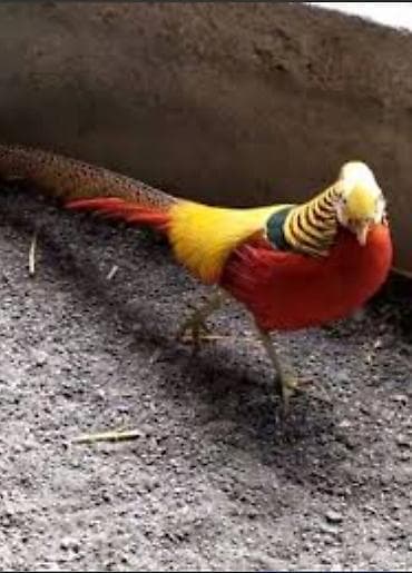 aksolotl satışı: Qizili qirqovul fərəsi satilir.Cavan fərədir.Qiymət 125 manat.Almayan — 1