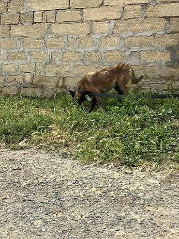 balaca tuklu itler: Belçika çoban iti, 2 il, Dişi — 5