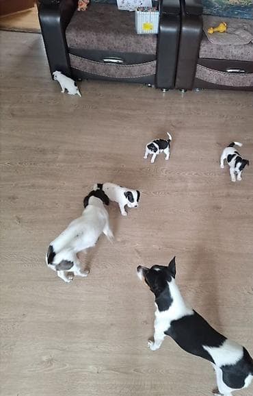 itlərin sekisi: Cek rassel teryer — 2