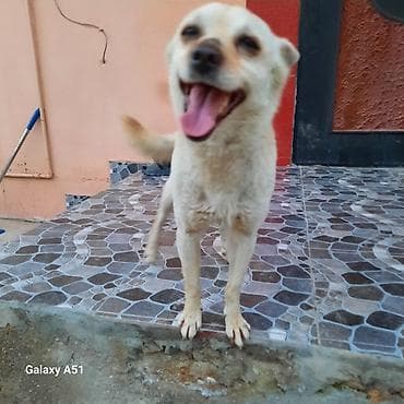 Balaca ölçülü, açıq krem rəngli it - Cins: kiçik ölçülü, qısa tüklü