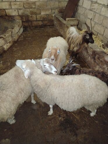 keçi balası: Qoyun və keçi sürüsü Təsvir: - Şəkillərdə olan heyvanlar birlikdə — 7