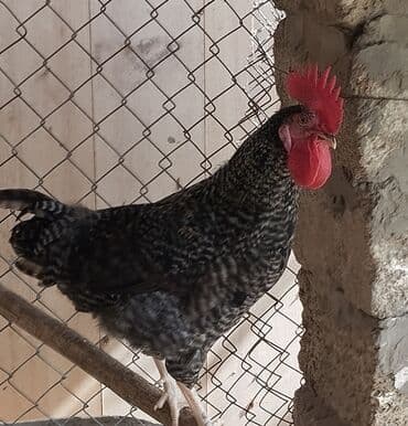 3 toyuq 3 gune 3 yumurta: Xarkov xoruzlari istənilən sayda var 8 ayliqdirlar Təsvir: basga — 2