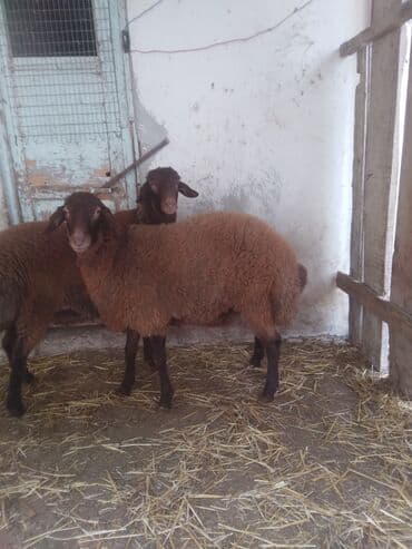 Heyvanlar üçün mallar: Erkək, il: 10, 63 kq, Ətlik — 3