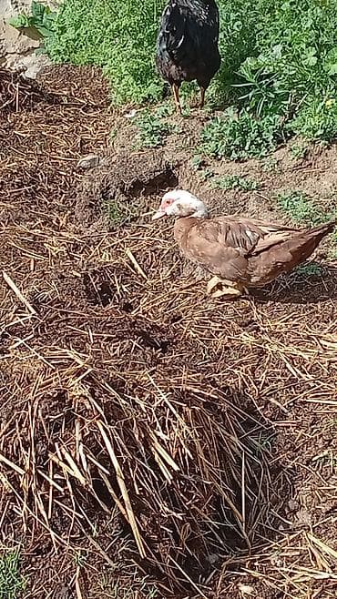 ördək: Muscovy ördəkləri – damazlıq sürü - Növ: Muscovy (hind ördəyi) - — 4