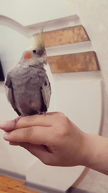 Nimfa (Cockatiel) papağan - Növ: Nimfa (Nymphicus hollandicus) - lalafo.az -da Nimfa (Cockatiel) papağan - Növ: Nimfa (Nymphicus hollandicus) -