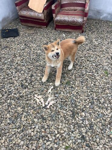 Volvo: Акита-ину, 3 месяца, Самец, Бесплатная доставка — 7