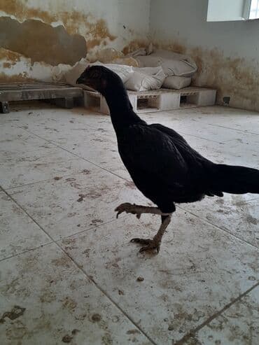 ev heyvan: Toyuq, Damazlıq — 7