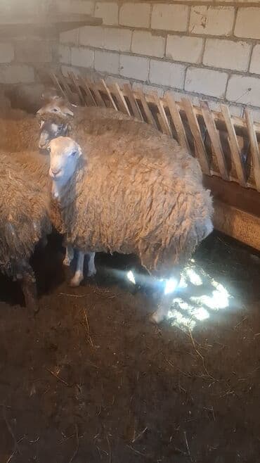 coban iti sekilleri: Erkək quzu satılır. - Cins: yerli ət istiqamətli. - 15 başdı - 3 aydı — 2