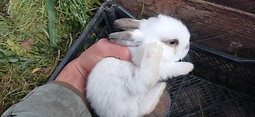 cuce satilir: Dovşan balaları satılır 5 manatdan başlayır qiymətləri. ölçüsünə və — 8